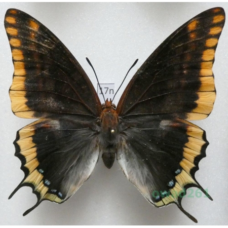 Charaxes jasius (Linnaeus, 1767) female Croatia 75mm17n